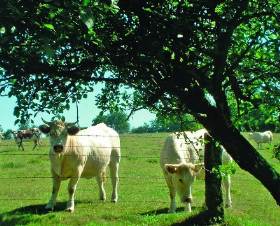 La Sejannerie Basse-Normandie - Sourdeval visuel 2/10