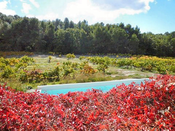 Le Mas de Gratteloup Provence-Alpes-Côte d'Azur - Buisson visuel 4/5