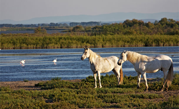 Belambra Club Le Vidourle Languedoc-Roussillon - Le Grau-du-Roi visuel 12/12