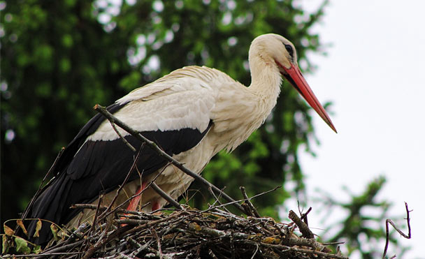 Belambra Club Les Cigognes Alsace - Albé visuel 9/10
