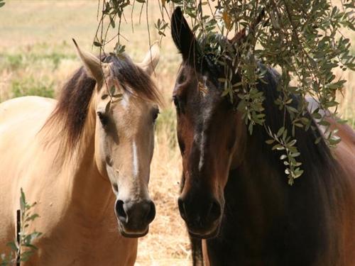 Résidence Chateau La Pascalette Tamaris - Provence-Alpes-Côte d'Azur - La Londe-les-Maures visuel 4/10