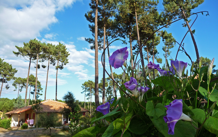 Club Vacances Le Lac Marin Aquitaine - Soustons visuel 5/10