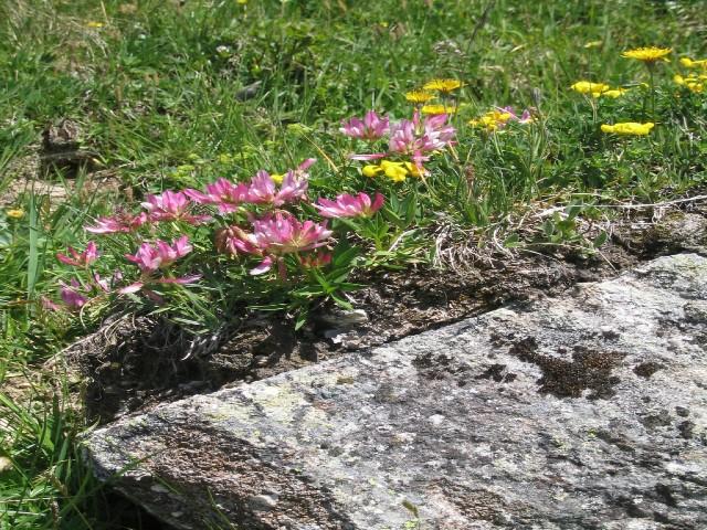RESIDENCE LAMA Rhône-Alpes - Méribel visuel 1/4