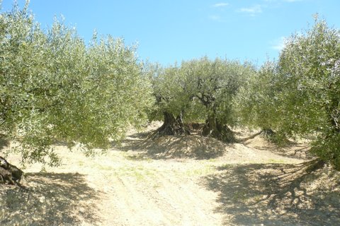 Le Clos du Ventoux Provence-Alpes-Côte d'Azur - Puyméras visuel 8/9