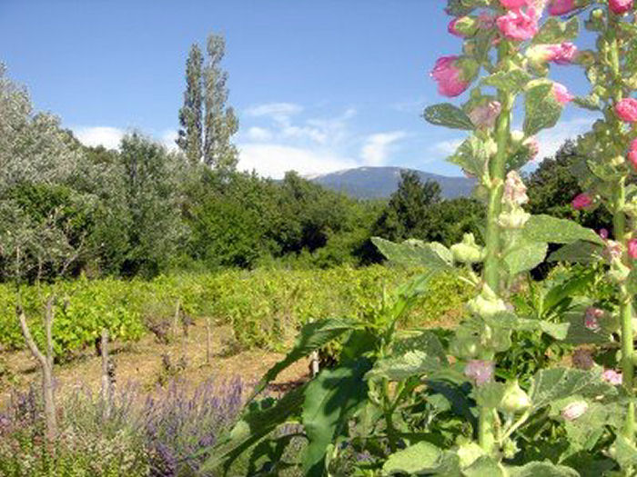 Villa du Puy Provence-Alpes-Côte d'Azur - Entrechaux visuel 5/6