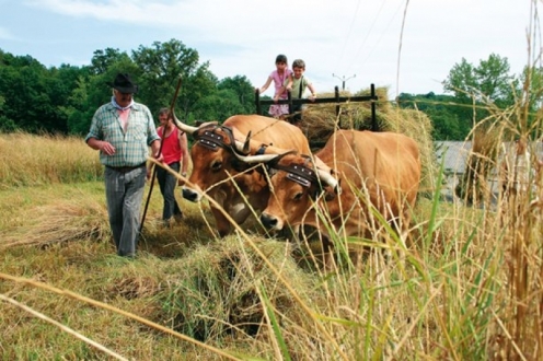 Village de vacances Mergieux Midi-Pyrénées - Najac visuel 13/24