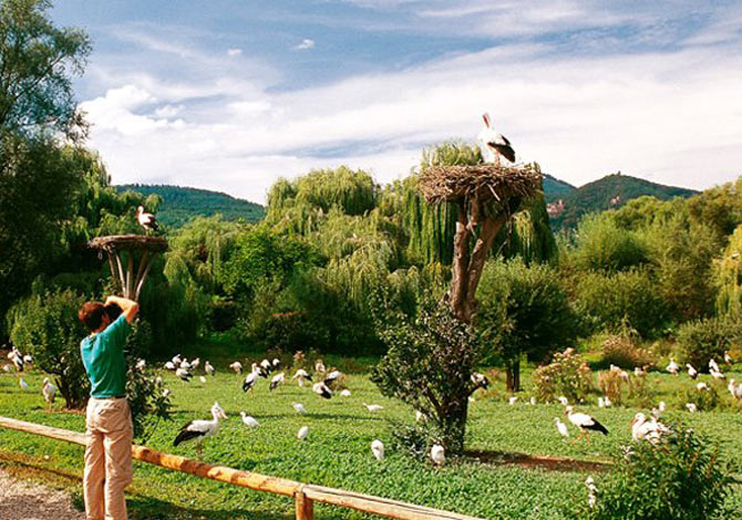 Village Vacances  Le Beau Site  Alsace - Orbey visuel 9/10