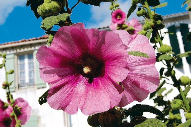 VVF Village Ars-en-Ré Poitou-Charentes - Ars-en-Ré visuel 15/18