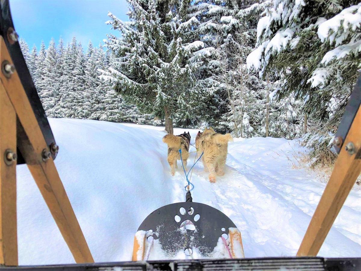Le enfants deviennent musher à Morillon!