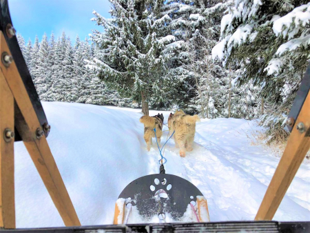 Le enfants deviennent musher à Morillon!
