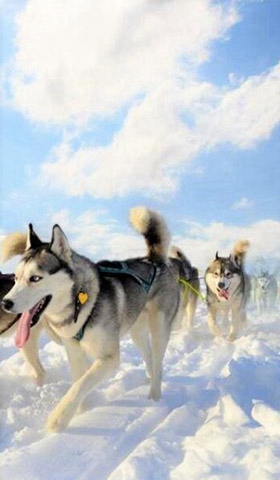 Vivez l'expérience Chiens de traineaux