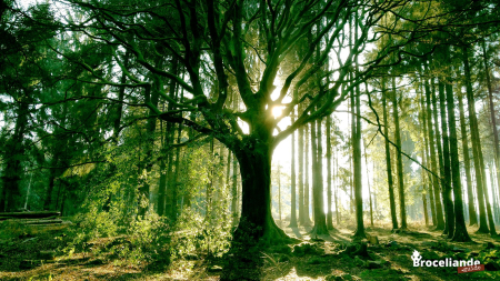 Les meilleures locations pour faire de la randonnée